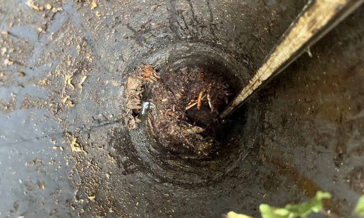 découpe de racine dans un regard eaux usées à Bonnefamille