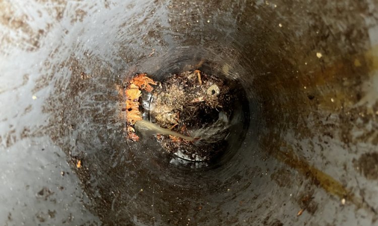 découpe de racine dans un regard eaux usées à Bonnefamille