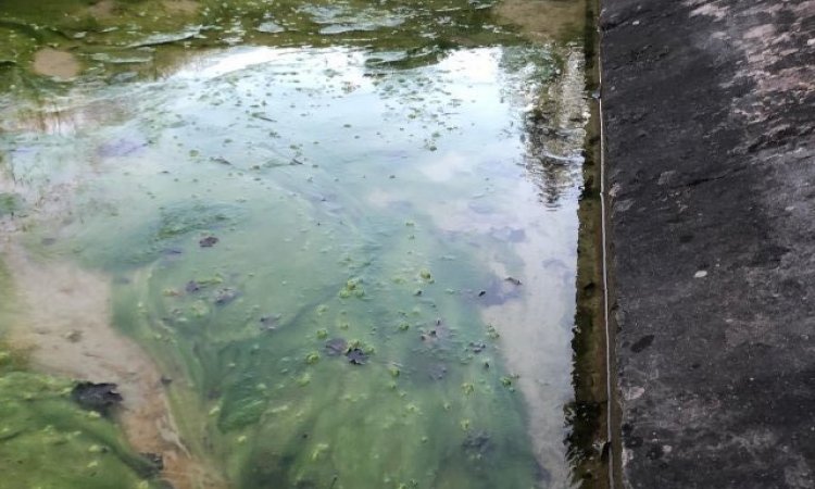 Nettoyage d'un lavoir à Vaulx-Milieu